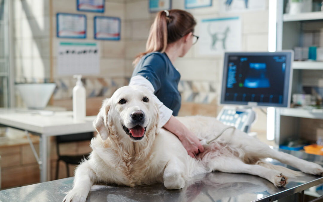 Keeping Tails Wagging and Whiskers Safe: Why Veterinary Equipment Maintenance Matters